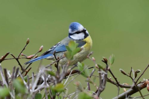 Mésange bleue
