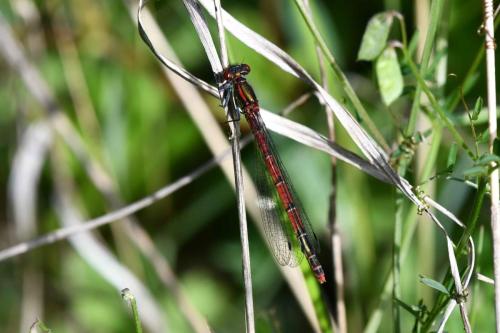 Nymphe au corps de feu  (femelle) (Pyrrhosoma nymphula)