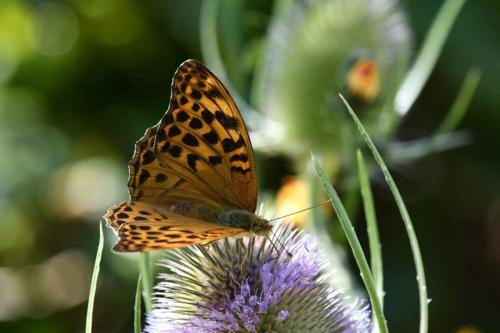 Tabac d'Espagne (Argynnis paphia)