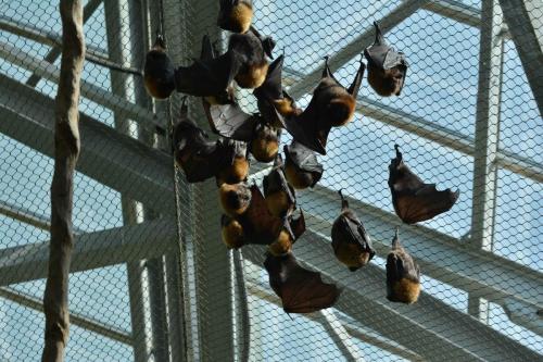 Chauve-souris de Rodrigues