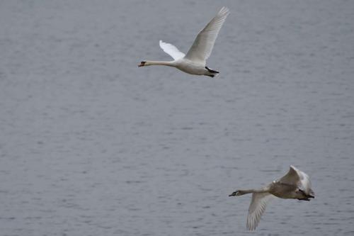 Cygnes tuberculés (adulte et jeune)