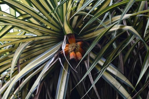 Pandanus