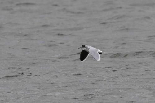 Mouette pygmée