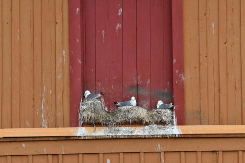 Vardo, mouettes tridactyles