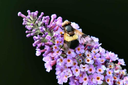 Leucozona lucorum
