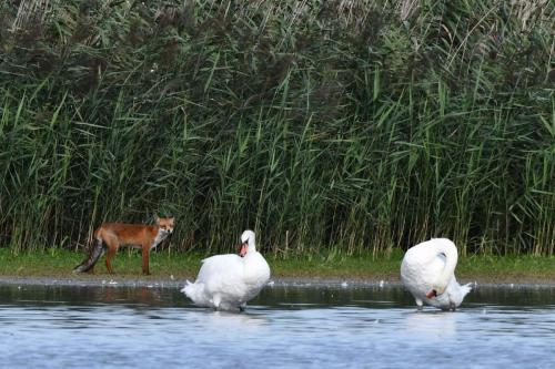 Renard roux