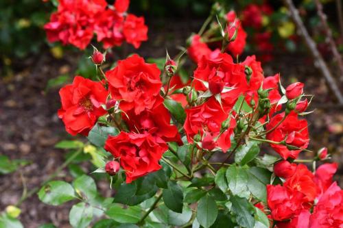 Roseraie les chemins de la rose