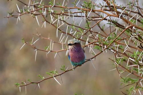 Rollier à longs brins