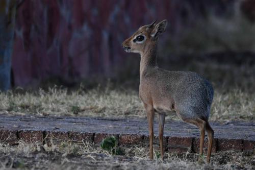 Dikdik Damara