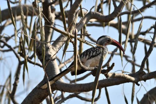 Calao d'Afrique du Sud