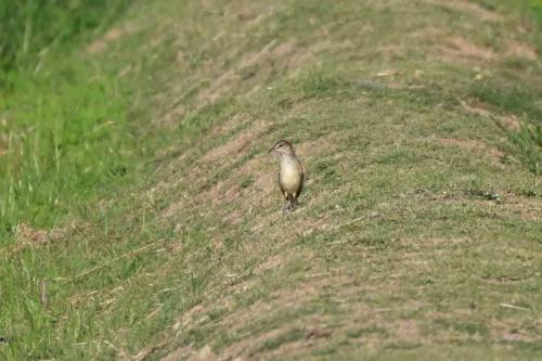 Rousserolle à gros bec