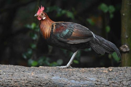 Coq bankiva