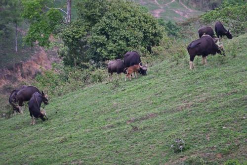 Gaurs