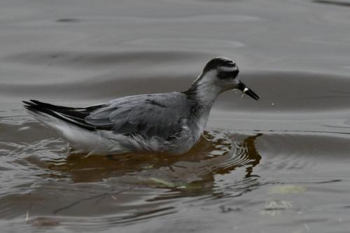 Phalarope à bec large