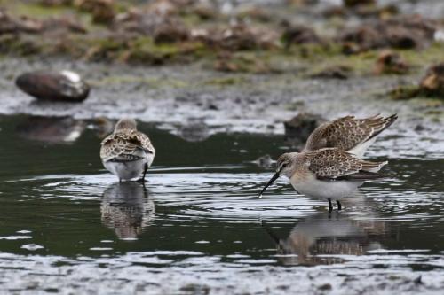 Bécasseaux cocorlis