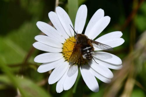 Grand Bombyle (Bombylius major)