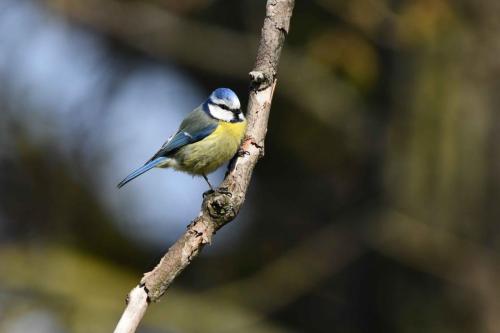 Mésange bleue
