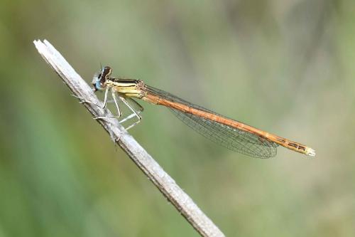 Agrion orangé (Platycnemis acutipennis)