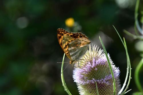 Tabac d'Espagne (Argynnis paphia)