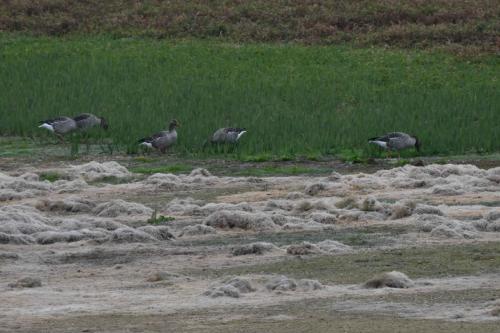 Oies cendrées sur le lac