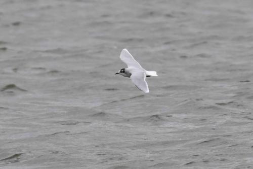 Mouette pygmée