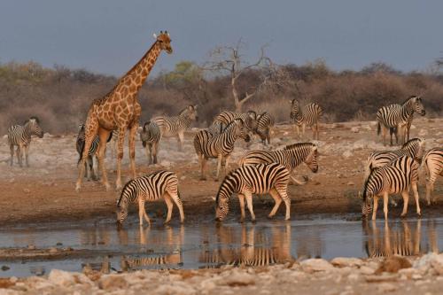 Zèbres de Burchell, girafe