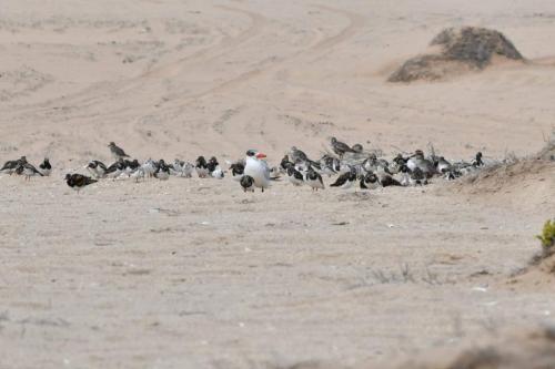 Sterne Caspienne, tournepierres à collier, bécasseaus sanderlings