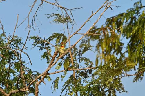 Barbus à plastron rouge
