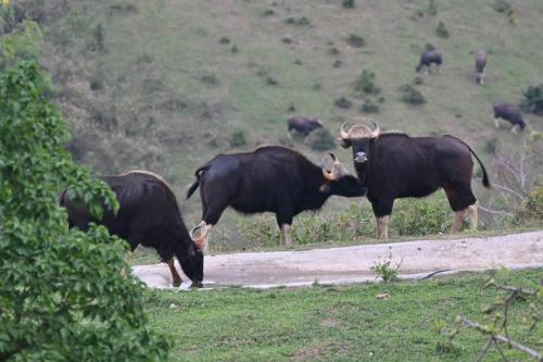 Gaurs