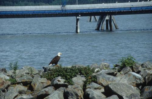 Pygargue à tête blanche
