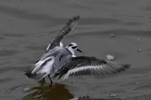 Phalarope à bec large