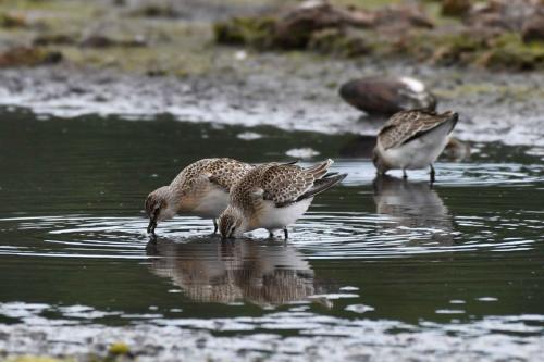 Bécasseaux cocorlis