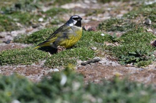 Mélanodère à sourcils blancs