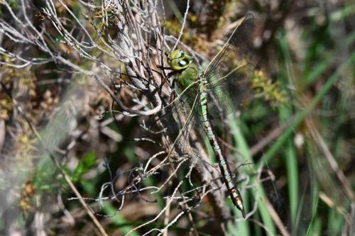 Anax empereur (femelle) (Anax imperator)
