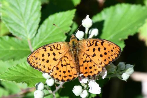 Nacré de la ronce (Brenthis daphne)