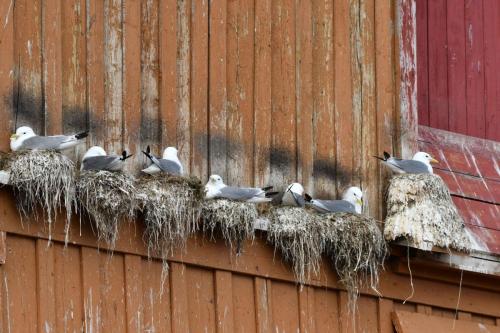 Vardo, mouettes tridactyles
