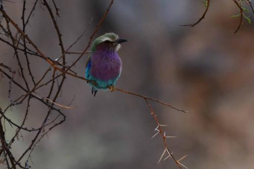 Rollier à longs brins