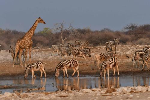 Zèbres de Burchell, girafe