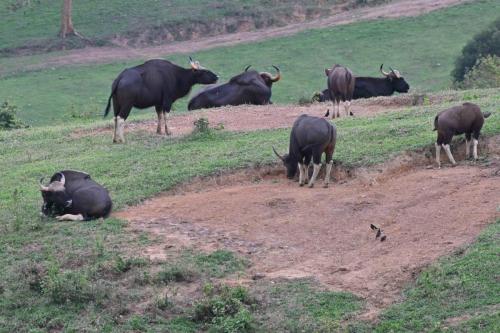 Gaurs