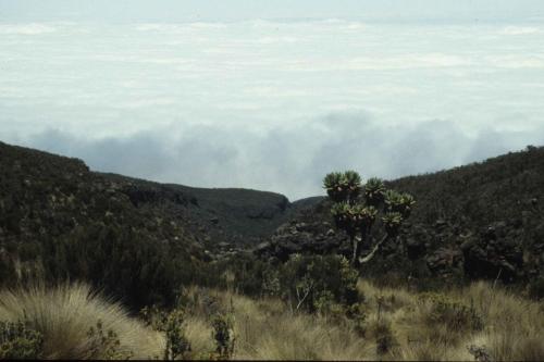 Tanzanie - Mont Kilimandjaro