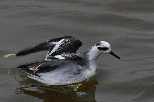 Phalarope à bec large