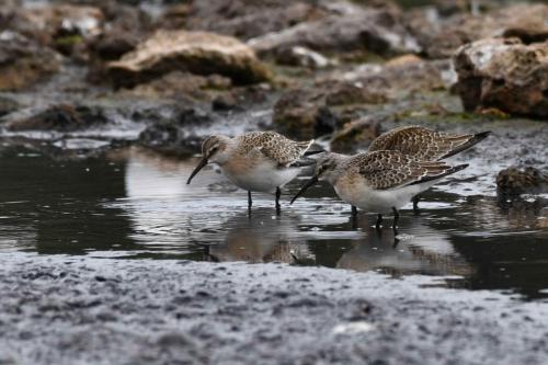 Bécasseaux cocorlis