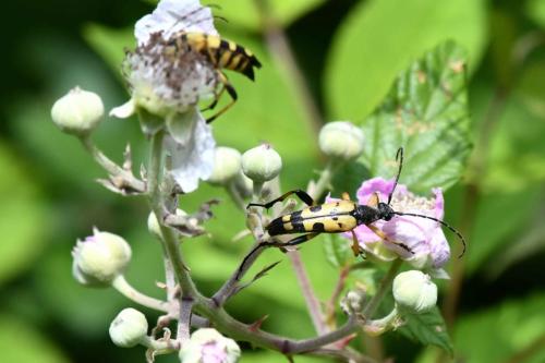 Lepture tacheté ( Rutpela maculata)