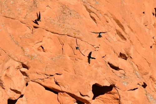 Martinets à gorge blanche