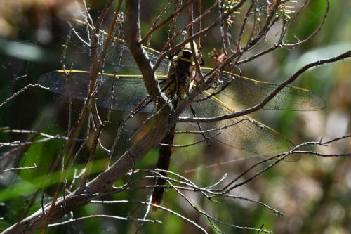 Anax empereur (femelle) (Anax imperator)