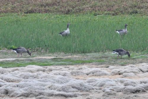 Oies cendrées sur le lac