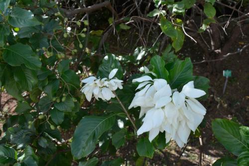 Mussaenda blanc
