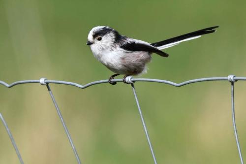 Mésange à longue queue