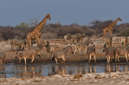 Zèbres de Burchell, girafes