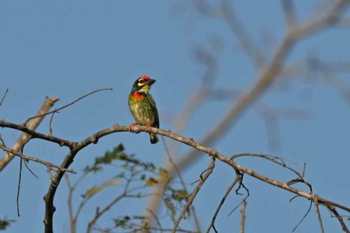 Barbu à plastron rouge
